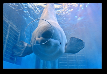 ベルーガに似た生き物！