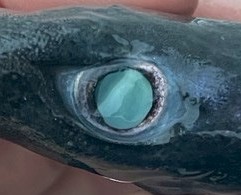 深海生物の標本を詳しく見てみよう！～No.2カラスザメ～