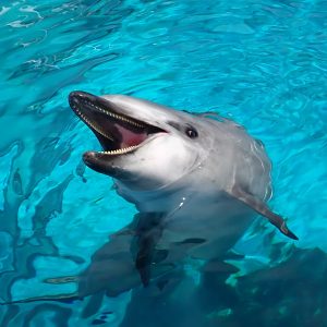 イルカの個性〜ゼロ編〜