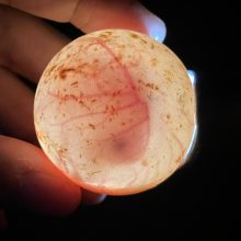 新着！ 海の生き物レターを発行しました （更新日:2026.7.12）