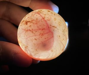 新着！ 海の生き物レターを発行しました （更新日:2026.7.12）