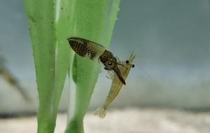 小さくても立派なハンター　アオリイカの稚イカ