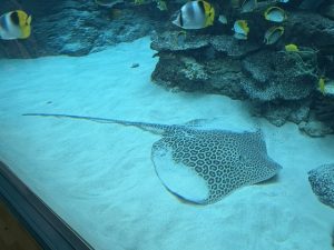 サンゴ礁大水槽の新しい仲間