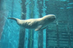 ナナの赤ちゃん誕生と人工哺育