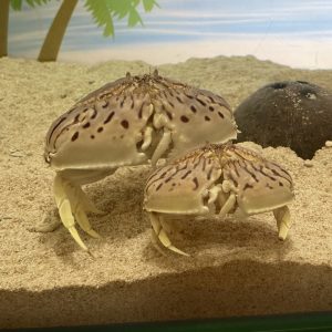 夏の季節展示としてカラッパを展示中です！