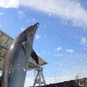 最近のアン