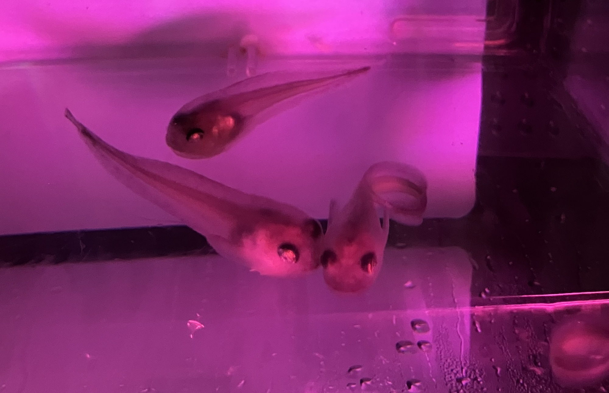 ザラビクニンの幼魚を展示しました③　～展示デビューに向けて～