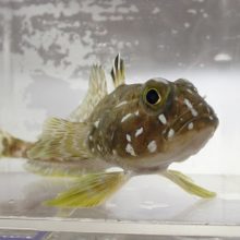 新着！ 海の生き物レターを発行しました （更新日:2026.8.1）
