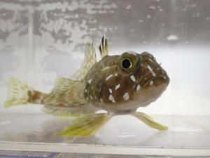 新着！ 海の生き物レターを発行しました （更新日:2026.8.1）