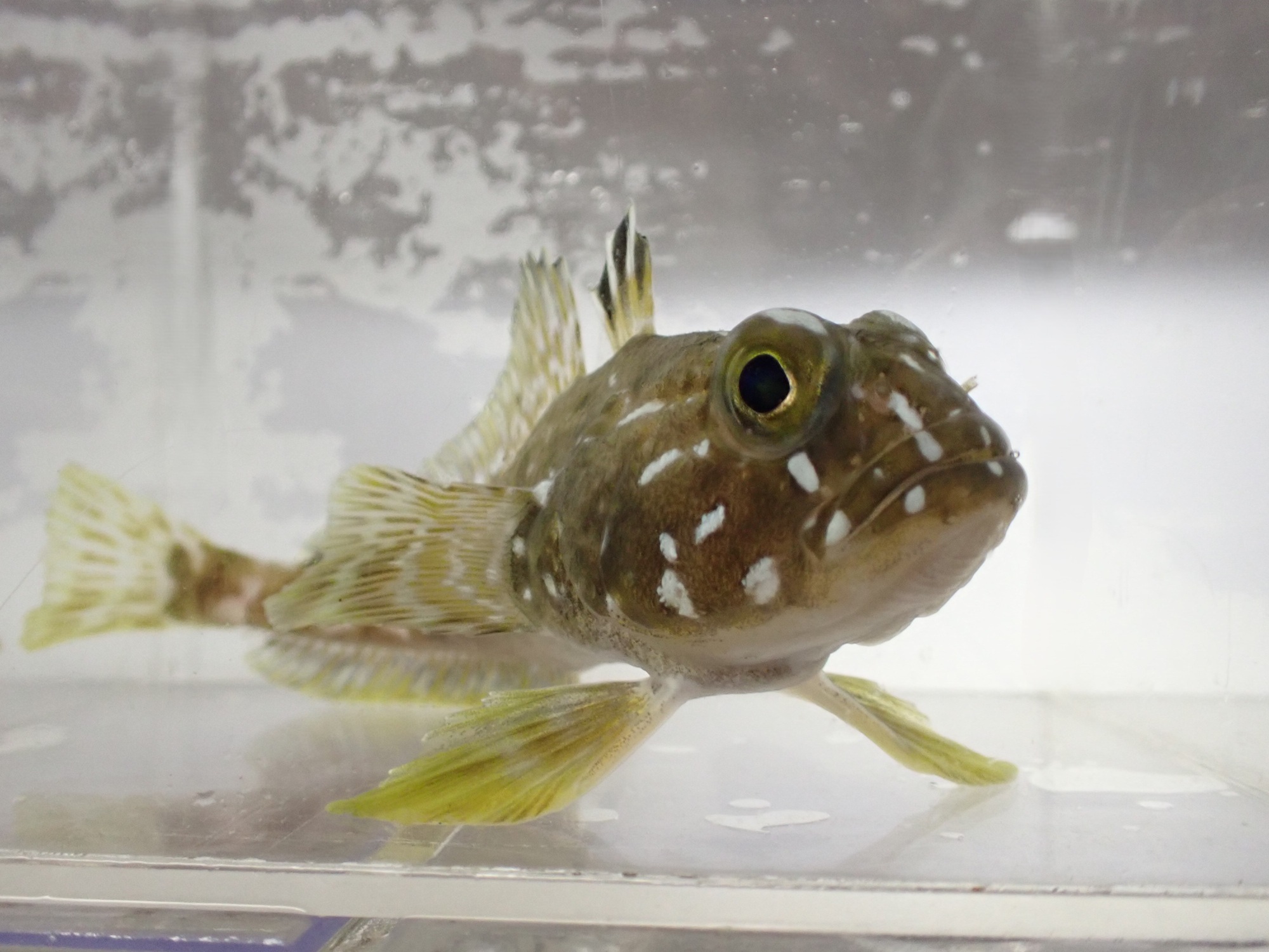 新着！ 海の生き物レターを発行しました （更新日:2026.8.1）