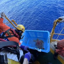 新着！ 海の生き物レターを発行しました （更新日:2026.8.6）