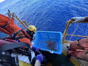 新着！ 海の生き物レターを発行しました （更新日:2026.8.6）