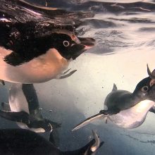新着！ 海の生き物レターを発行しました （更新日:2026.8.23）