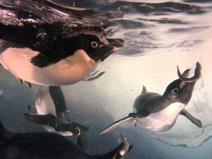 新着！ 海の生き物レターを発行しました （更新日:2026.8.23）