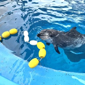 ハッピーが9歳になりました🌟