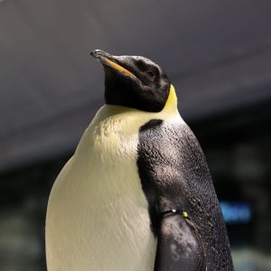エンペラーペンギンの繁殖について