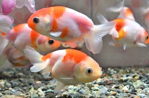 特別展「KINGYO～四季が彩る日本の金魚文化～」を開催します