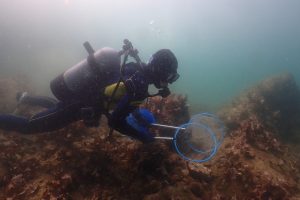 三重県にて潜水採集を実施！