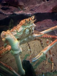 タカアシガニの給餌タイム、実はちょっと大変…？