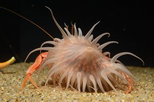秘めたパワーを持っています