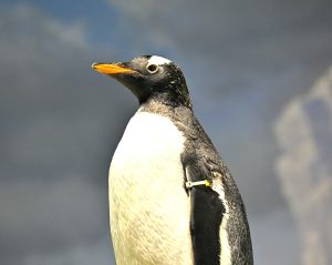 ジェンツーペンギンが4種に！？