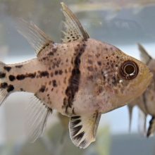 日本初繁殖！　当館で誕生した 「ホソスジマンジュウイシモチ」が初繁殖認定されました