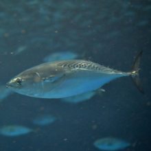 新着！ 海の生き物レターを発行しました （更新日 : 2026.10.30）