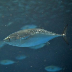 新着！ 海の生き物レターを発行しました （更新日 : 2026.10.30）