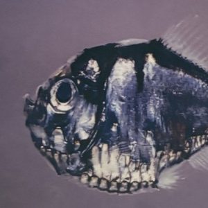 深海生物の標本を詳しく見てみよう！～No.3カタホウネンエソ～