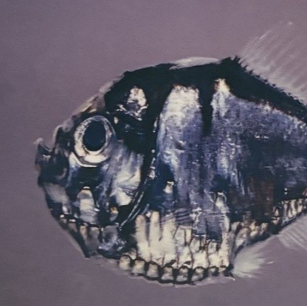 深海生物の標本を詳しく見てみよう！～No.3カタホウネンエソ～